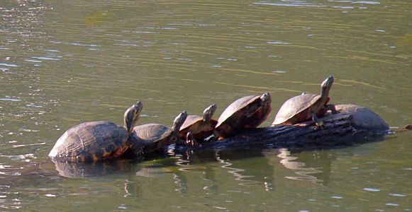 [Five turtles on a log in the water.]